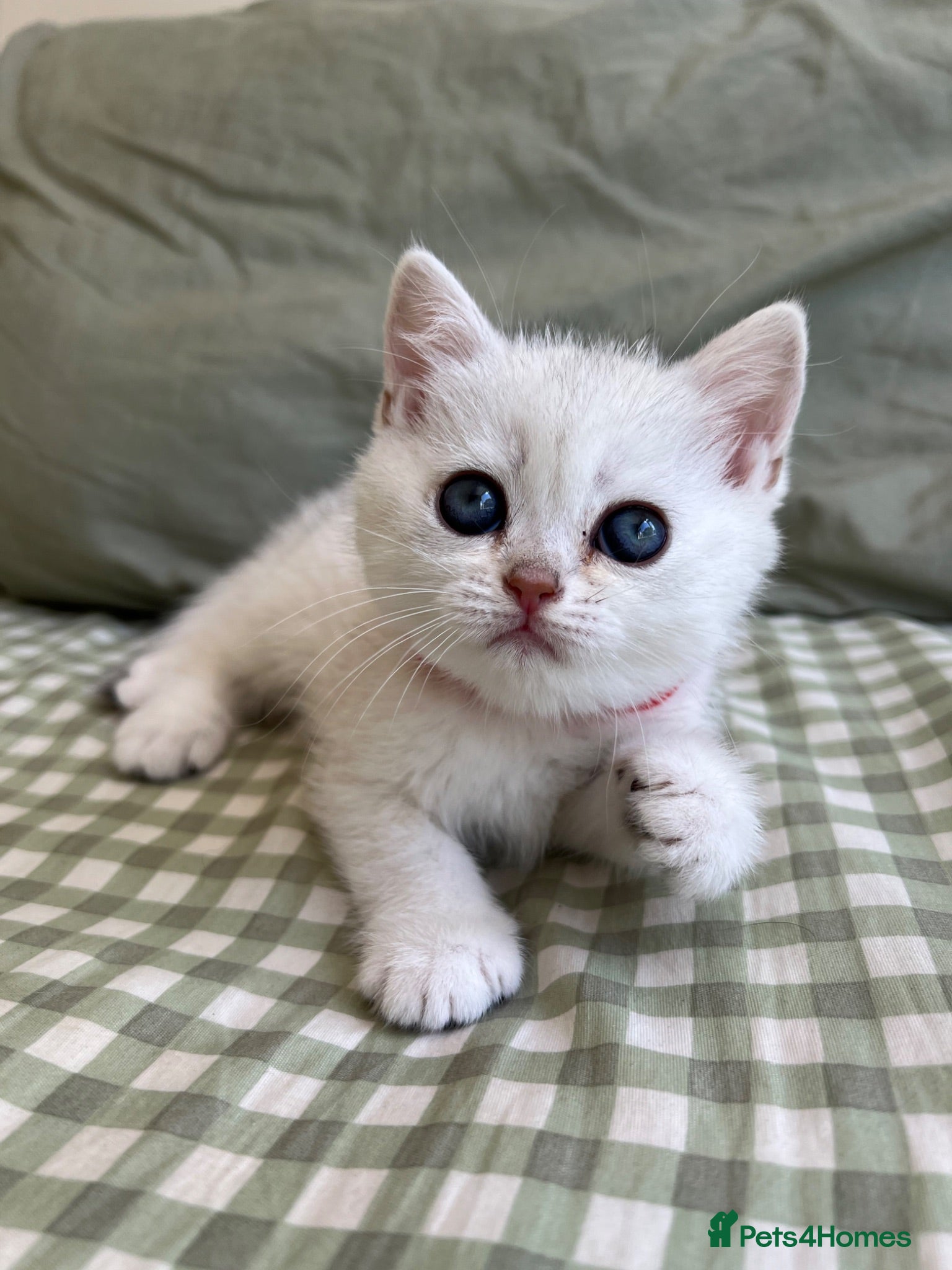 British Shorthair cats Silver Shaded British Shorthair boys  - Advert 1
