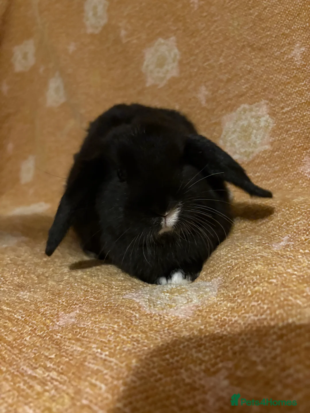 Mini Lop rabbits for sale: Mini lop doe - Advert 2