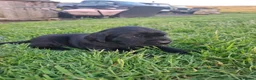 Labrador Retriever dogs for sale: Beautiful KC Registered Black Labrador Puppies - Advert 16