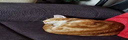 Mixed Breed cats for sale: 1-year-old male cat looking for a loving new home. - Advert 2