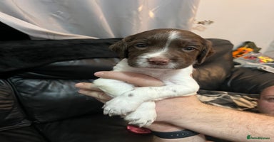 English Springer Spaniel dogs Just 2 gorgeous KC reg ESS puppies  - Advert 8