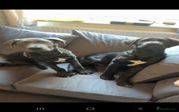 Mixed Breed dogs for sale: Reggie and tux - Image 1