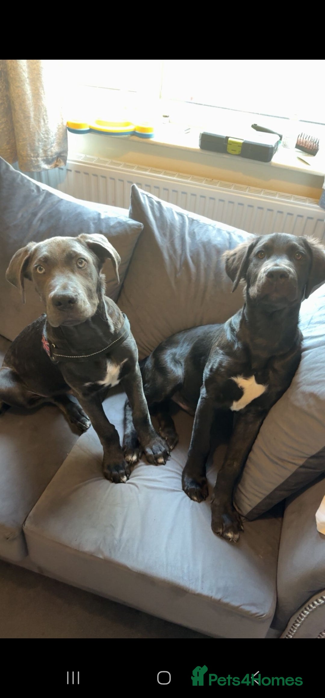 Mixed Breed dogs for sale: Reggie and tux - Image 1