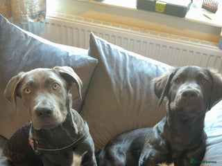 Mixed Breed dogs - Advert 26