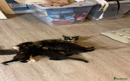 Mixed Breed cats for sale: 4 kittens for sale  - Image 6