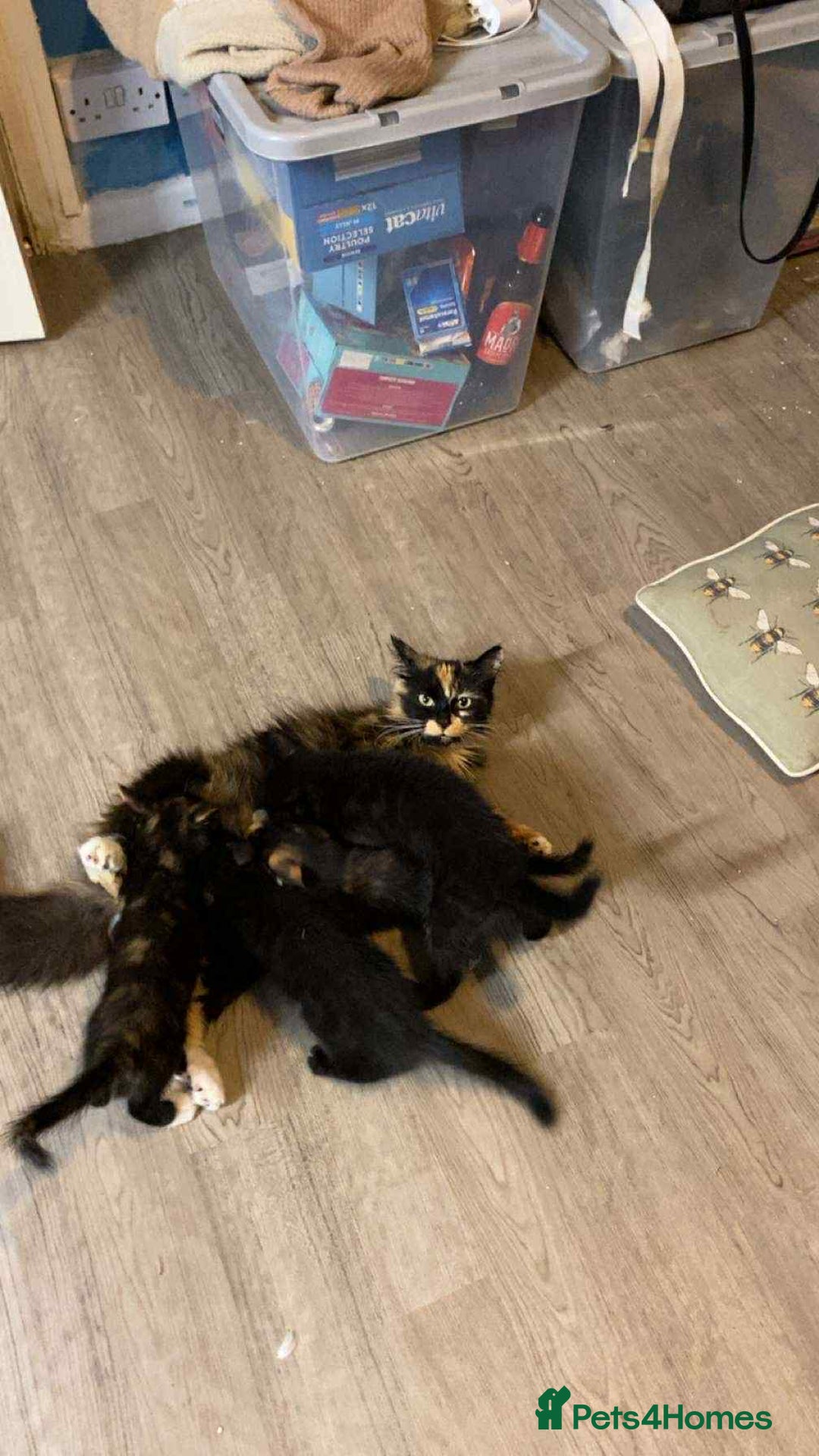 Mixed Breed cats for sale: 4 kittens for sale  - Image 6