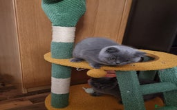 British Shorthair cats for sale: Last 2 Kittens Lilac & Blue Healthy GCCF Pedigree  - Image 8