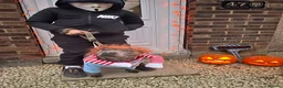 Staffordshire Bull Terrier dogs for stud: Bluey’s Dream Stud dog.  - Advert 15