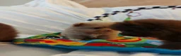 Pomeranian dogs for sale:  Toy-Type Mico Teddy Bear Face Pomeranian Puppy's - Advert 14