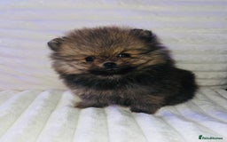 Pomeranian dogs for sale: Adorable Mini Pomeranian Puppies - Image 3