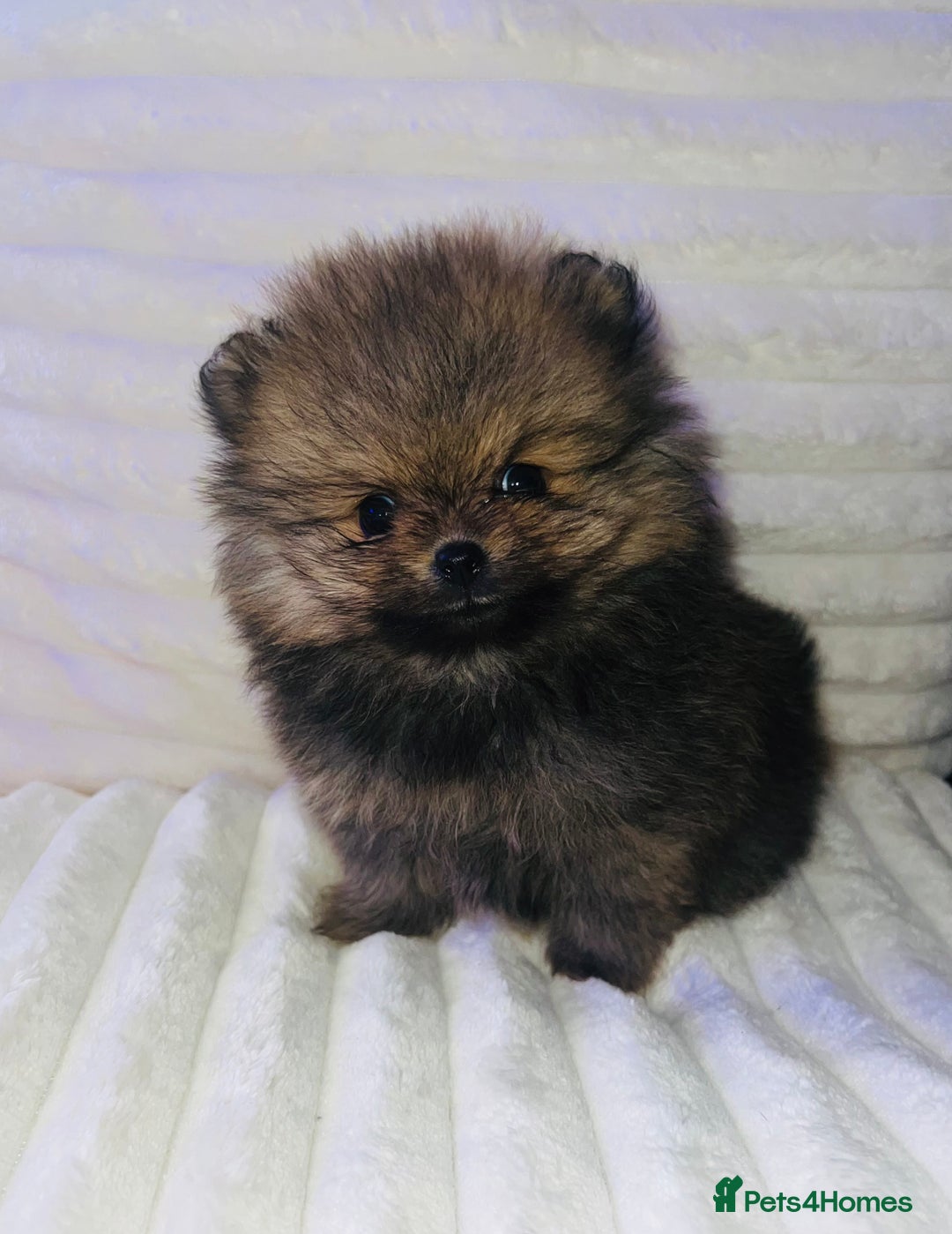 Pomeranian dogs for sale: Adorable Mini Pomeranian Puppies - Image 3