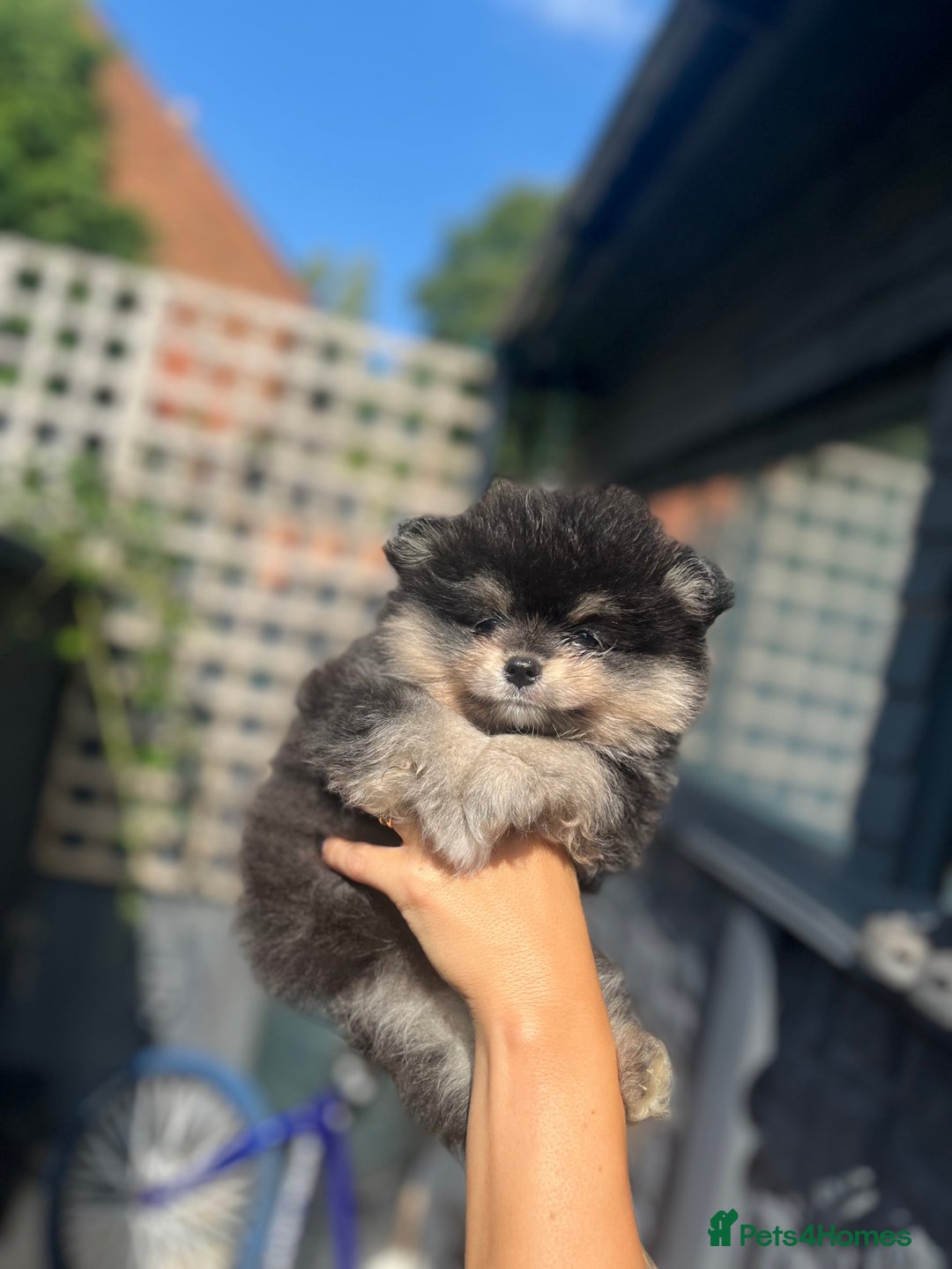 Pomeranian dogs for sale: Miniature teddy Poms  - Image 3