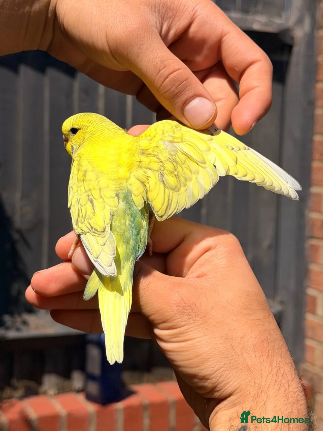 Budgerigars birds for sale: Beautiful Hand-Reared Baby Budgies — - Advert 17
