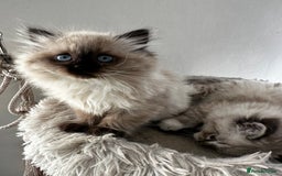 Ragdoll cats for sale: Beautiful Purebred Ragdoll Kittens  - Image 8