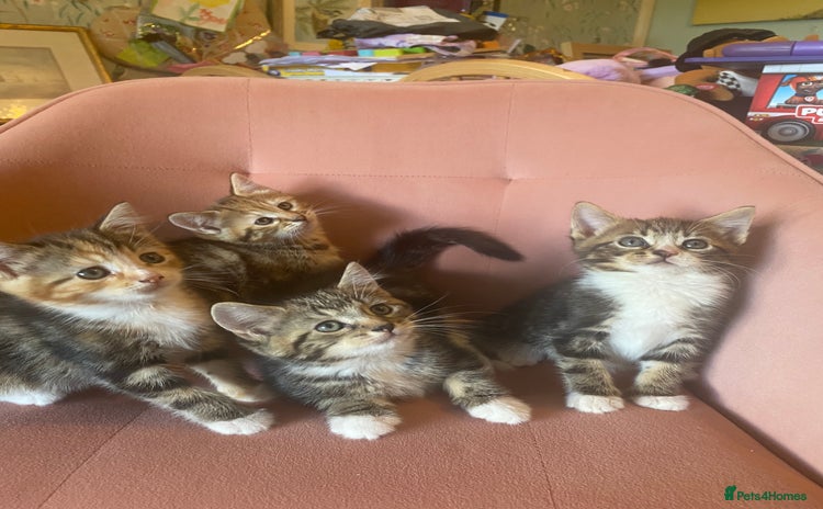 British Longhair cats - Advert 2