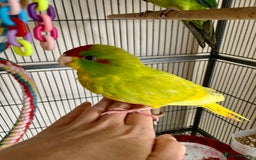 Parakeets birds for sale: 2 Hand Reared Boys Kakariki’s  - Image 1