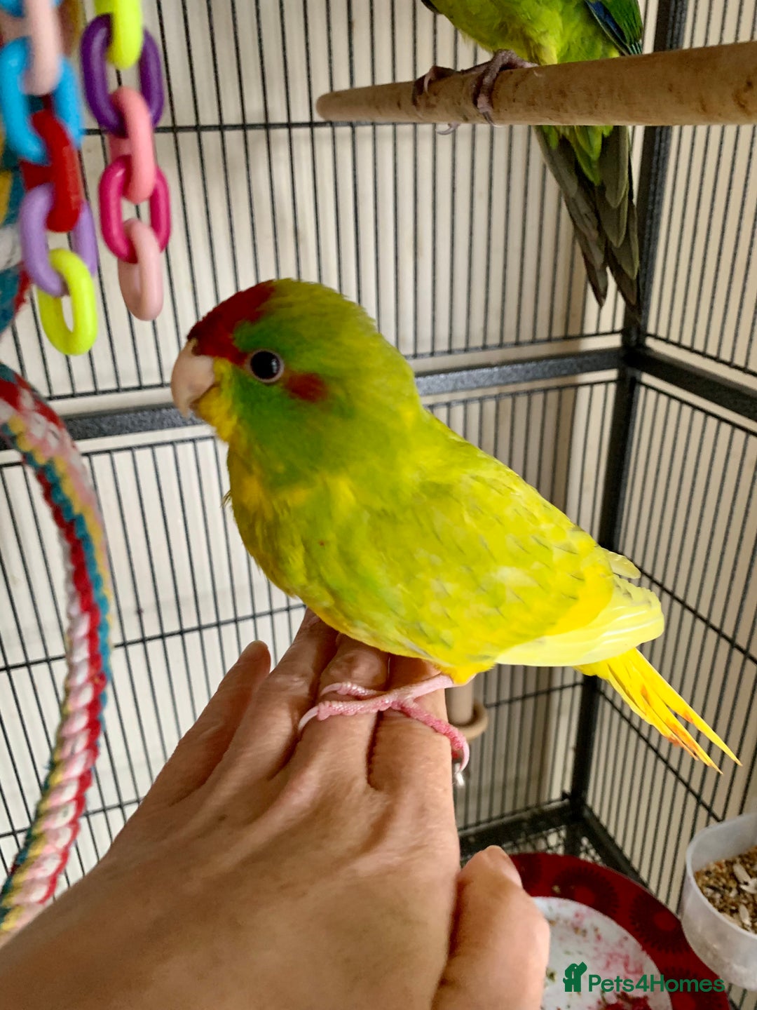 Parakeets birds for sale: 2 Hand Reared Boys Kakariki’s  - Image 1