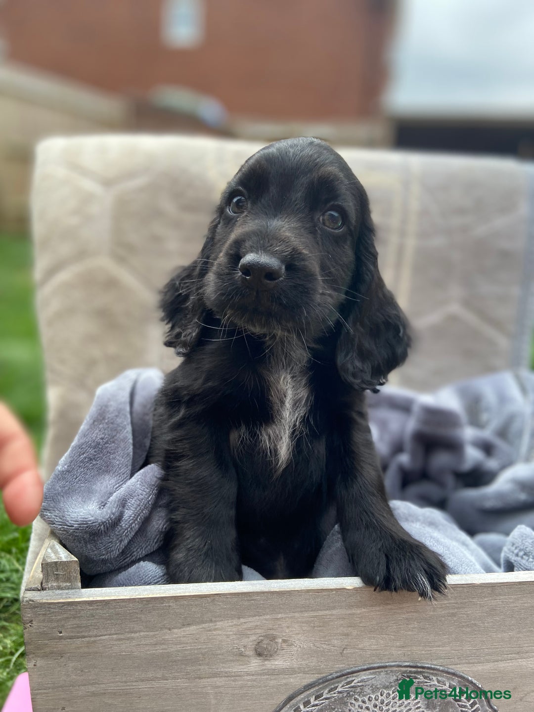 Cockapoo dogs for sale: Cockapoo puppies  - Image 2