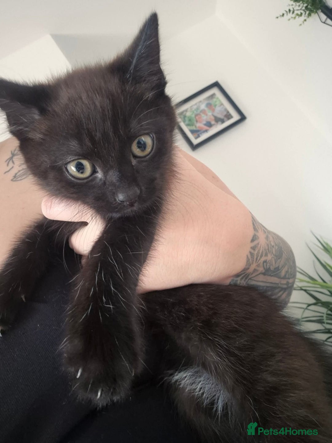 Domestic Shorthair cats for sale: 1 male 1 female  - Image 4