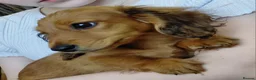 Miniature Dachshund dogs for sale: ✨️Beautiful Longhaired Minis✨️Lovely Temperments✨️ - Advert 7