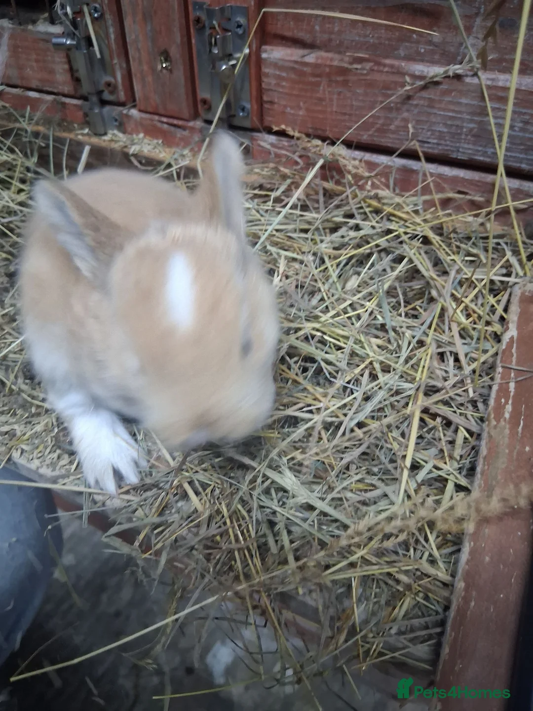 Mixed Breed rabbits for sale: Mixed male and female bunnies  - Advert 11