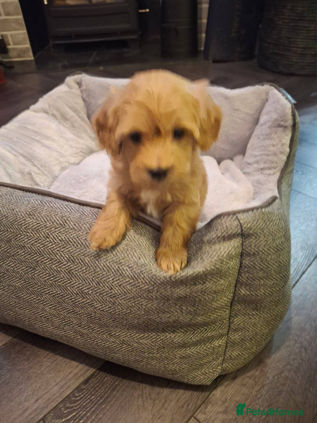 Mixed Breed dogs for sale: 6 red maltipoos - Advert 4