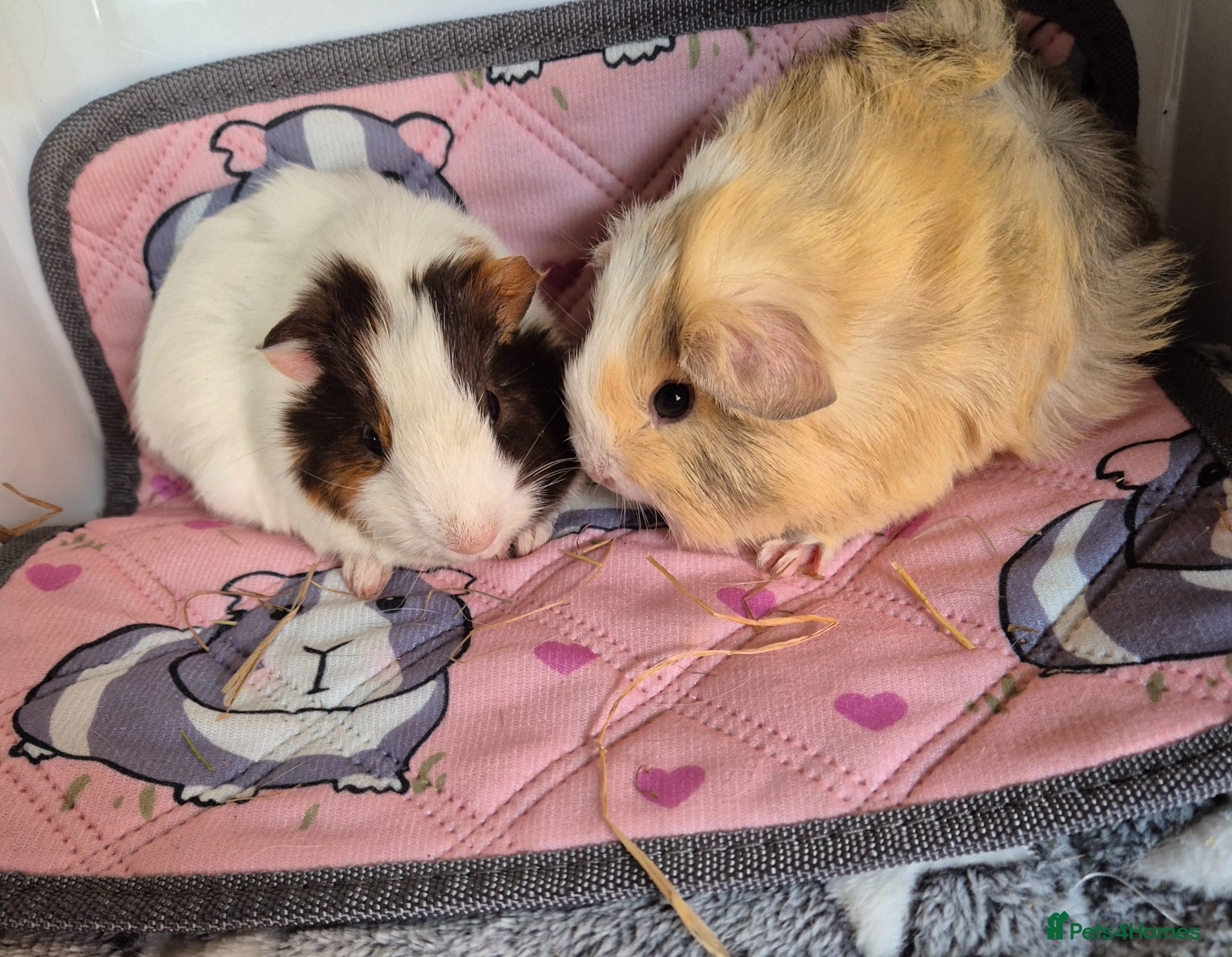Guinea Pig rodents for sale: Female Baby Guinea Pigs Teddies Funkies Smooths - Advert 3