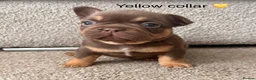 French Bulldog dogs for sale:  MASSIVELY REDUCED AGAIN!!READY TO LEAVE-frenchies - Advert 33