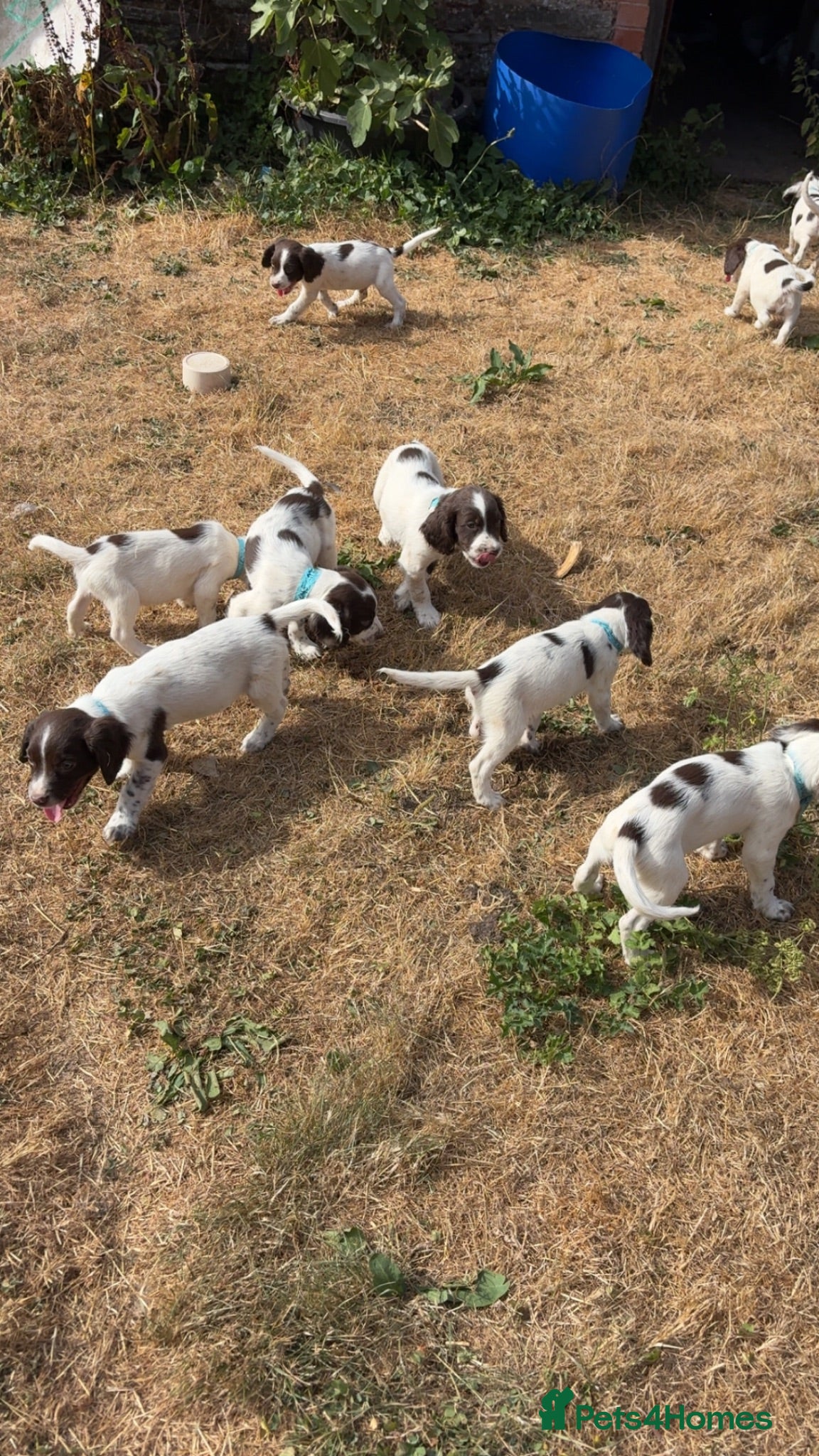 English Springer Spaniel dogs Springer spaniel puppies. Ready now! - Advert 4