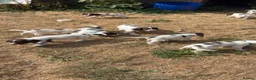English Springer Spaniel dogs for sale: Springer spaniel puppy’s from a working line. in Tiverton - Advert 3