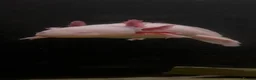 Axolotl reptiles for sale: Axolotls Golden & Wild Type King’s Lynn in King's Lynn - Advert 4