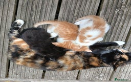 Mixed Breed cats for sale: Beautiful kittens ready  - Image 5