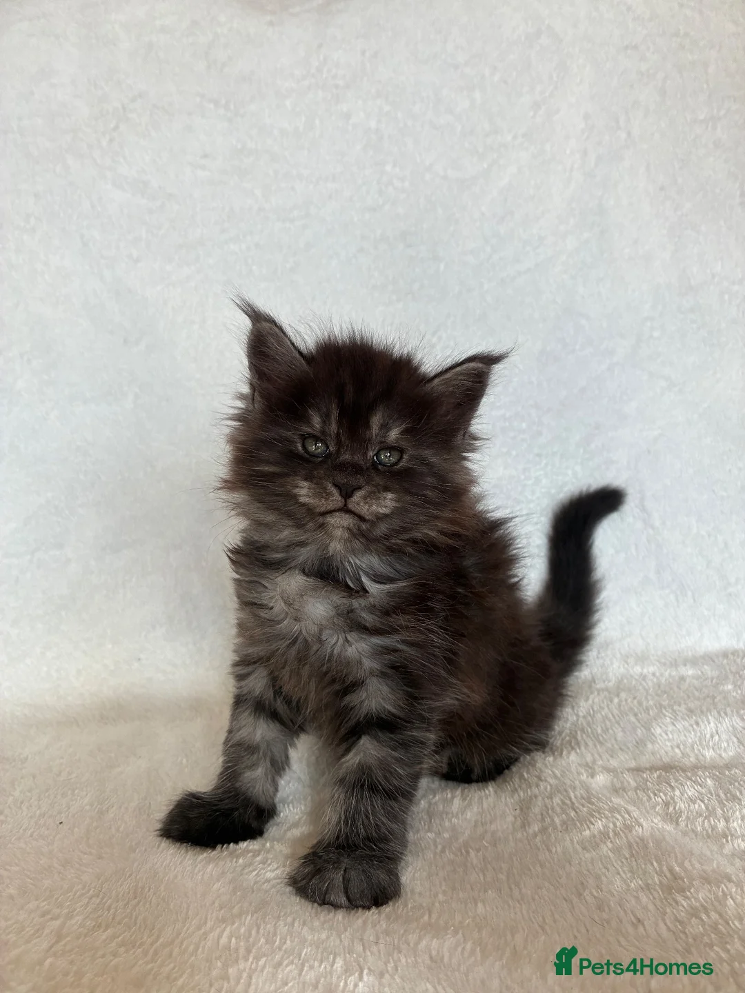 Maine Coon cats for sale: GCCF Maine Coon Kittens – Champion Parents - Advert 2