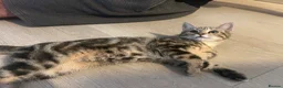 Bengal cats for sale: Beautiful Cuddly 4 Month Bengal Girl  - Advert 4