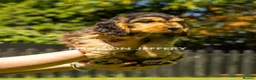 Cocker Spaniel dogs for sale: A STUNNING LITTER OF SHOW COCKERS - Advert 20