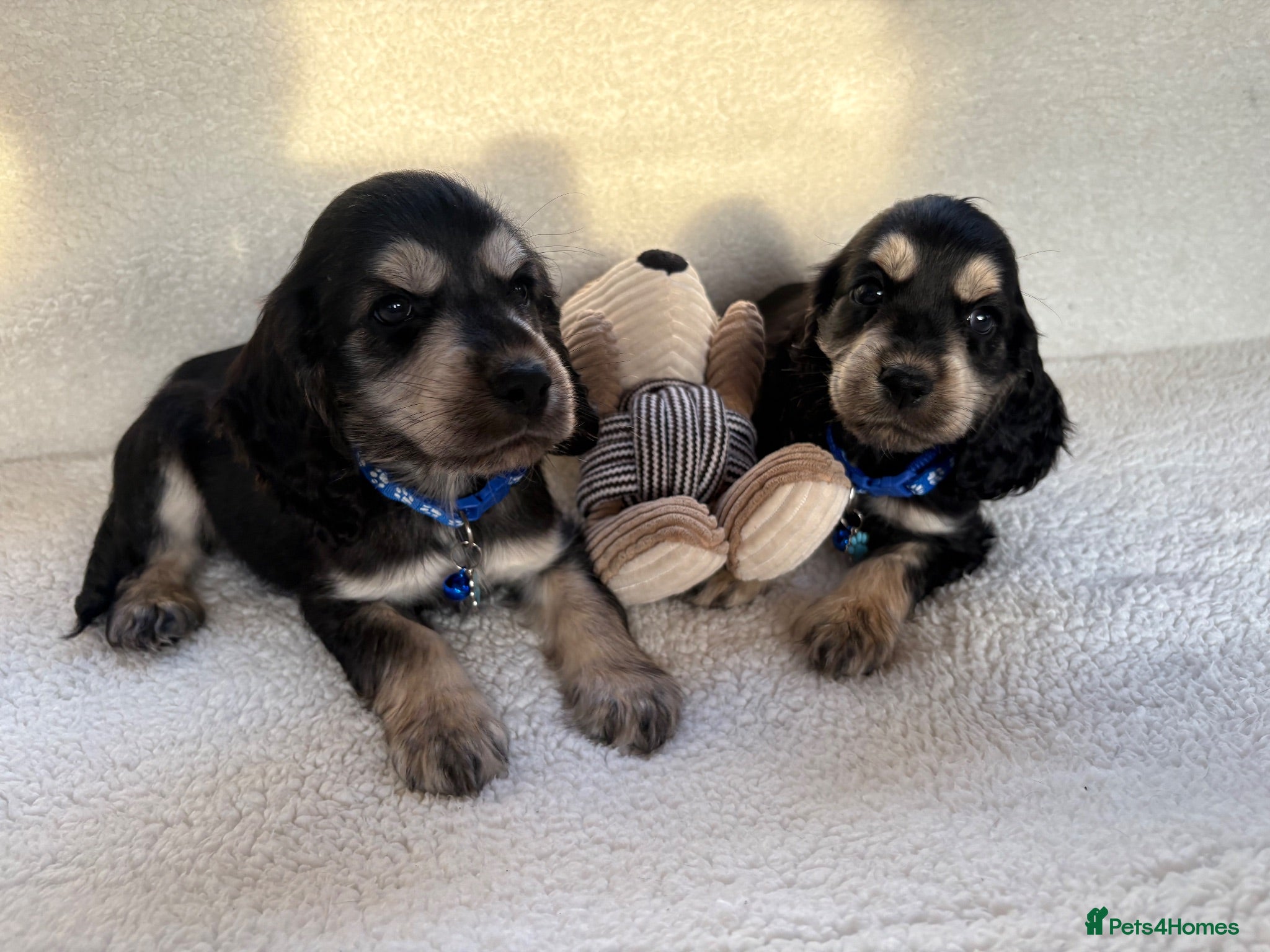 Cocker Spaniel dogs Show type cocker spaniels - Advert 18