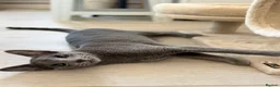 Russian Blue cats for sale: Russian Blue 6 month kitten  - Advert 3
