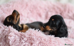 Miniature Dachshund dogs for sale: Gorgeous Longhair Miniature Dachshund Girls - Image 28