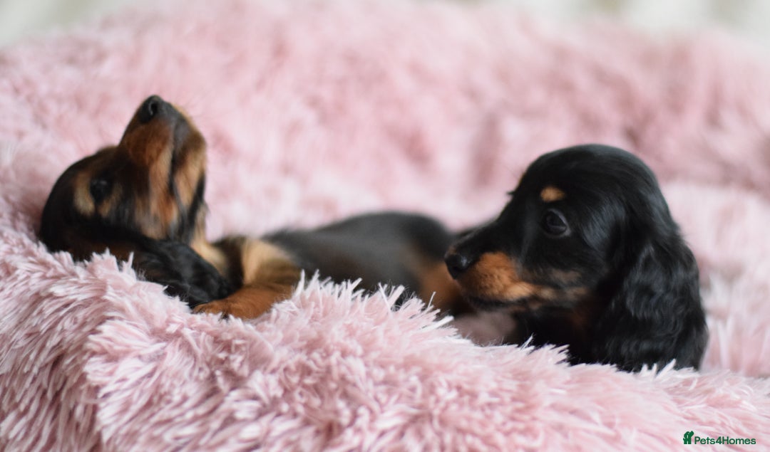 Miniature Dachshund dogs for sale: Gorgeous Longhair Miniature Dachshund Girls - Image 28
