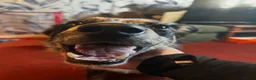 Mixed Breed dogs for sale: Nellie  in Wells - Advert 5