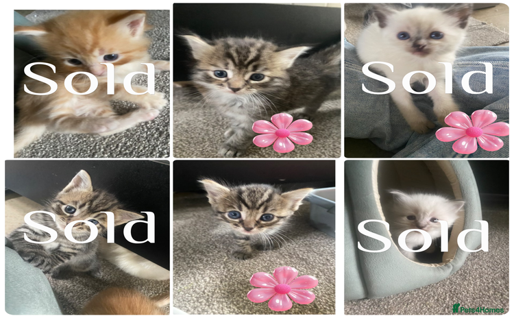 Mixed Breed cats - Advert 14