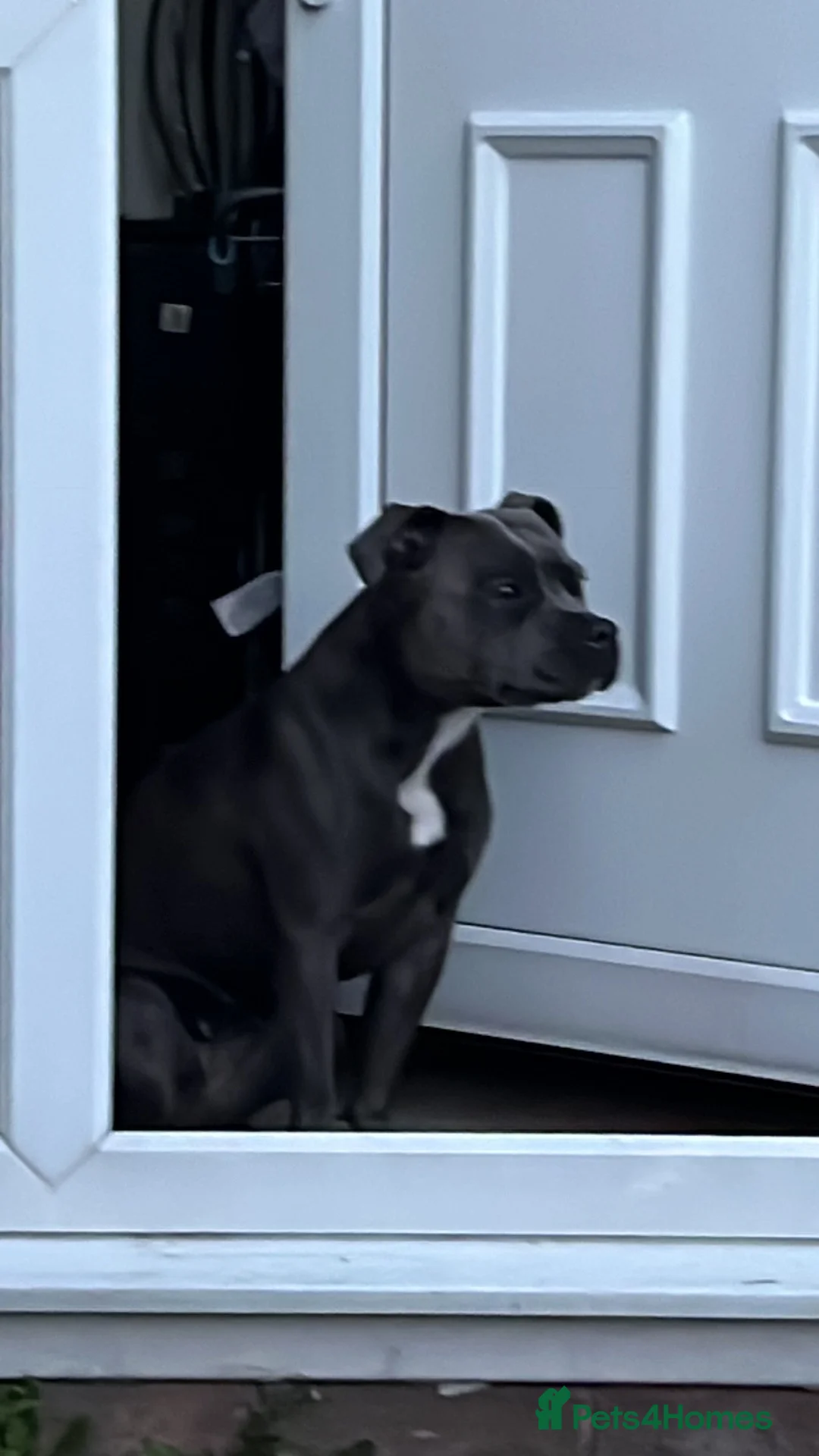 Staffordshire Bull Terrier dogs for stud: Stud needed - Advert 2