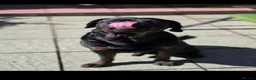 Mixed Breed dogs for sale: Rotweiller Cross ( 5 years old )  in Dagenham - Advert 6