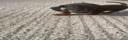Miniature Dachshund dogs for sale: Miniature Dachshund  in Dungannon - Advert 13