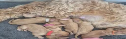 Cockapoo dogs for sale: Beautiful pups 🐶  - Advert 13