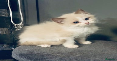 Ragdoll cats Seal mink female  - Advert 6