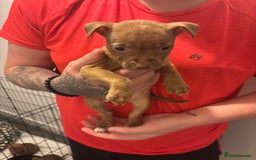 Staffordshire Bull Terrier dogs for sale: Staffy pups (not kc reg) - Image 5