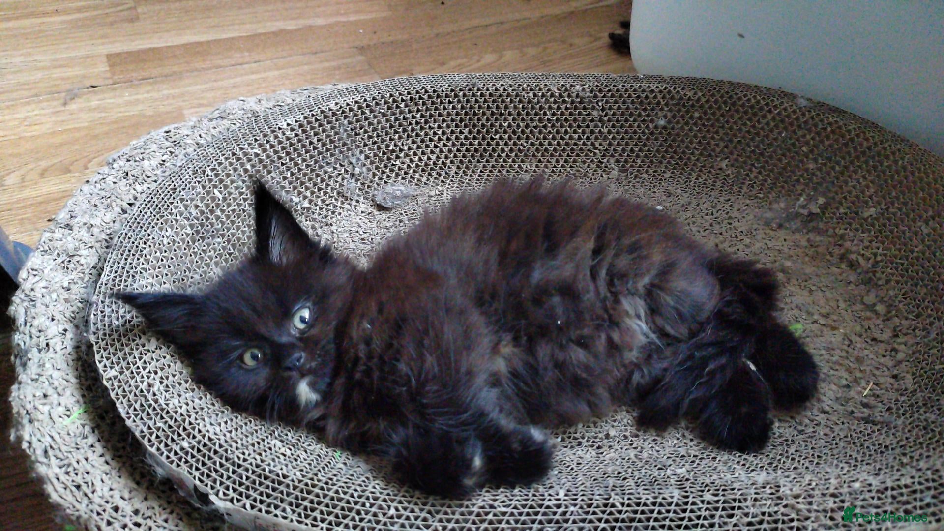 Maine Coon cats Full and x maine coon  - Advert 6