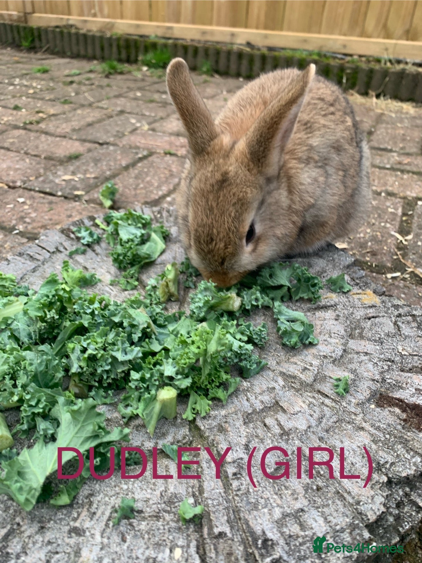 Netherland Dwarf rabbits Brown Netherland Dwarf Cross Rabbit  - Advert 1