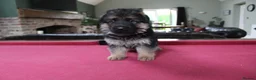 German Shepherd dogs for sale: Outstanding KC Registered German Shepherd Puppies in Newcastle upon Tyne - Advert 5